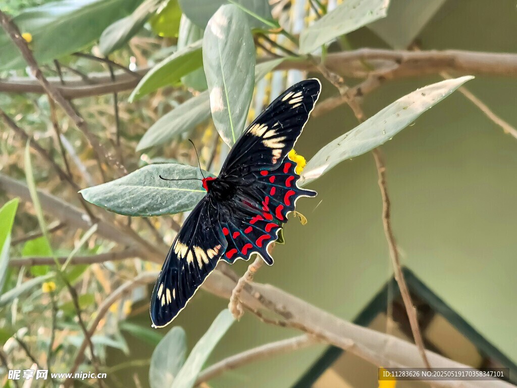 彩蝶栖于绿叶间