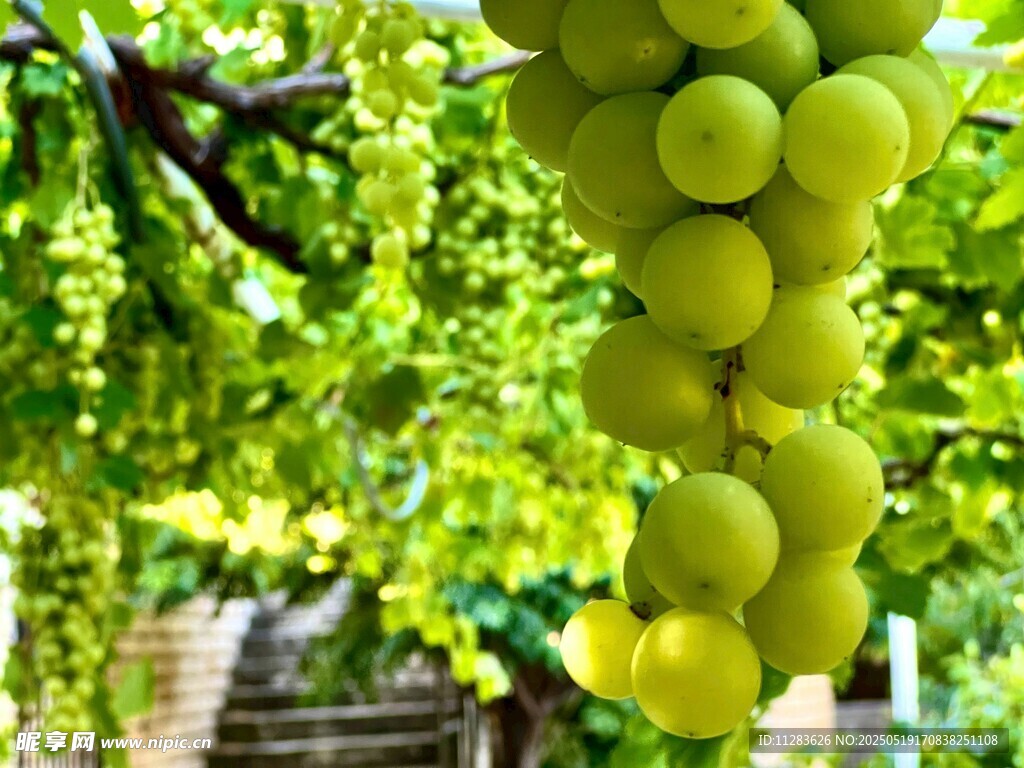 枝头翠绿葡萄串串诱人