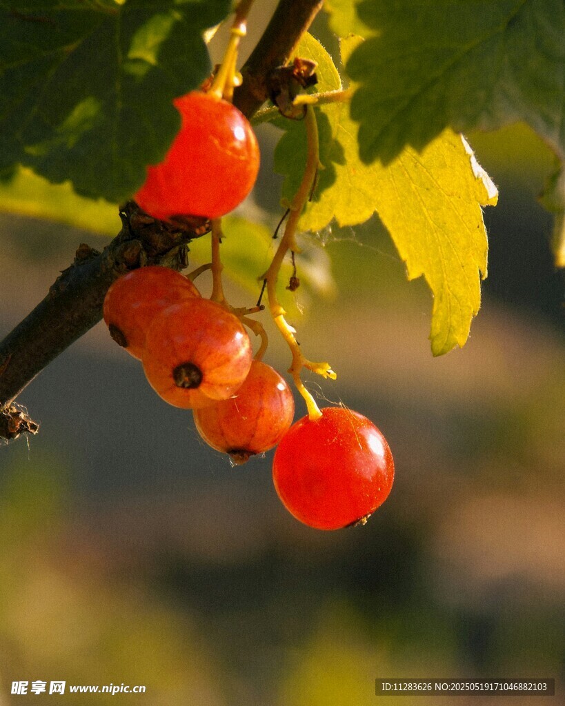 红醋栗挂枝
