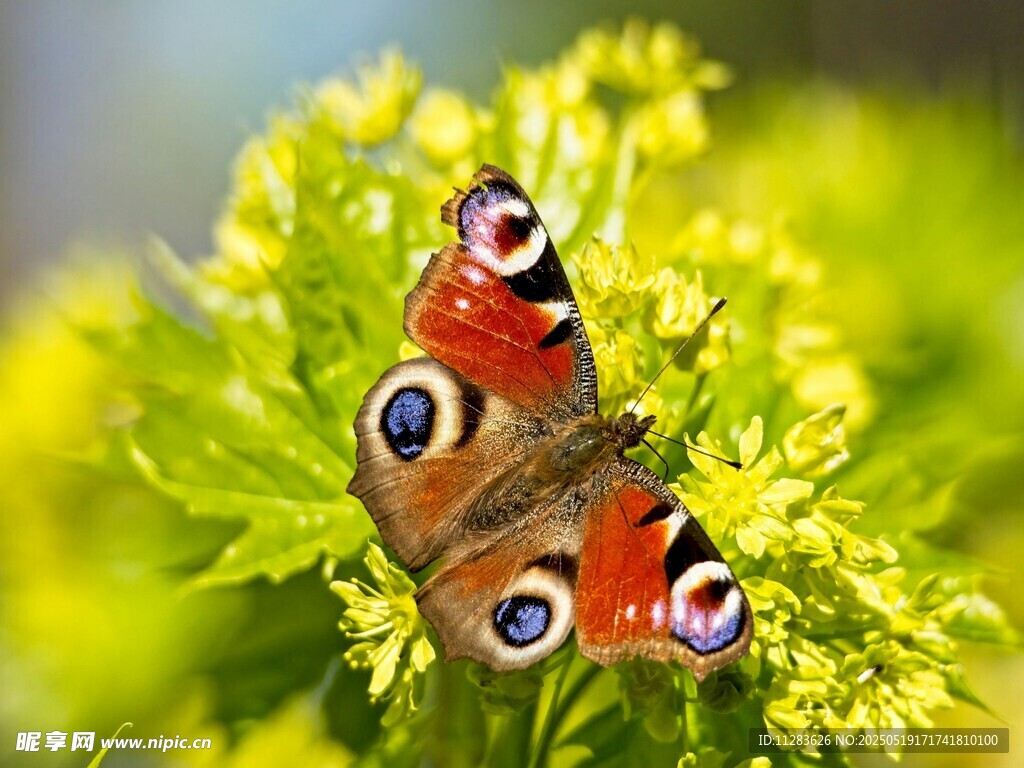 花上的孔雀蛱蝶