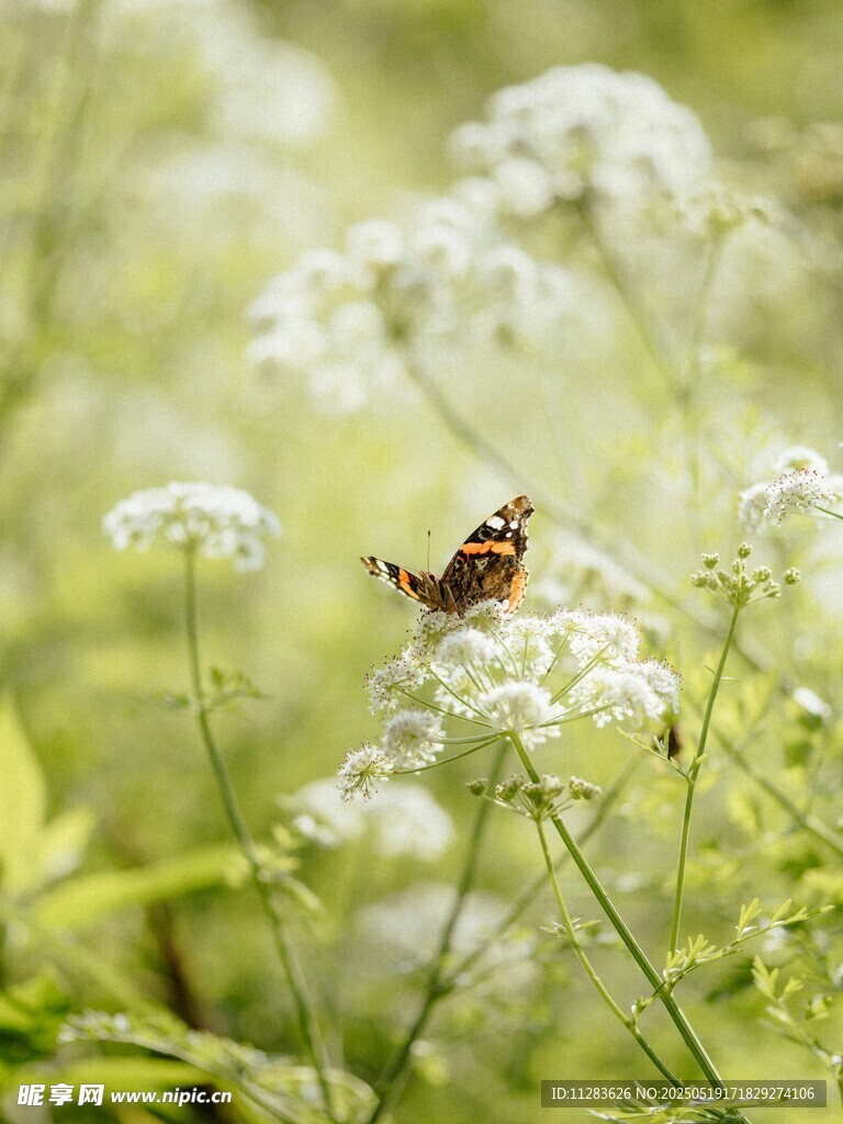 蝴蝶停留在白色野花上