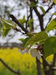 春日繁花枝头绽放