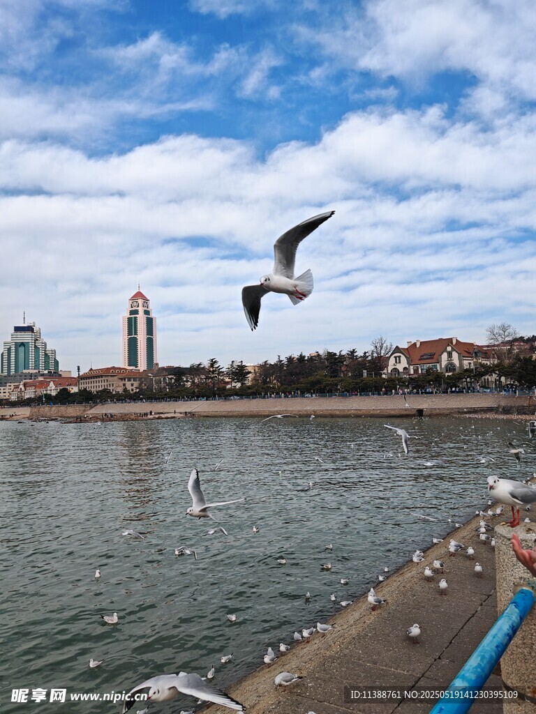 湖畔飞鸟与远处建筑景观