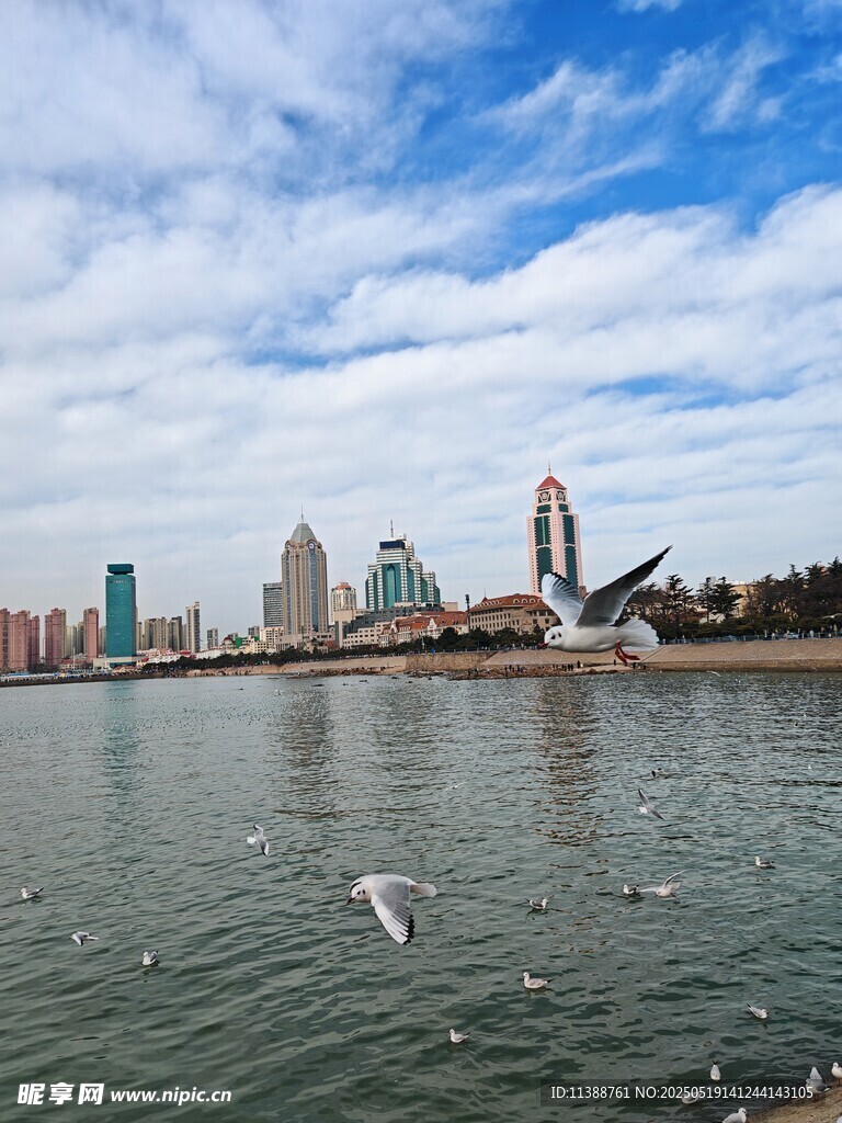 海滨城市天际线与飞翔海鸥