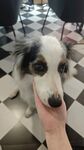手喂萌犬 可爱瞬间