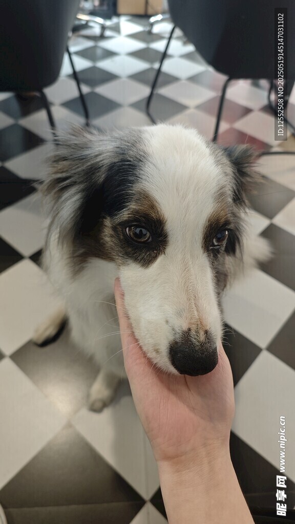 手喂萌犬 可爱瞬间
