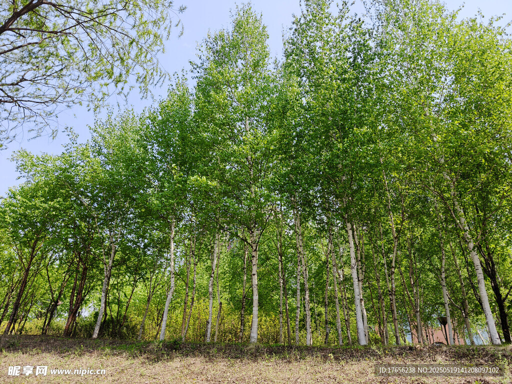 翠绿白杨林 清新自然景