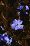 蔓长春花