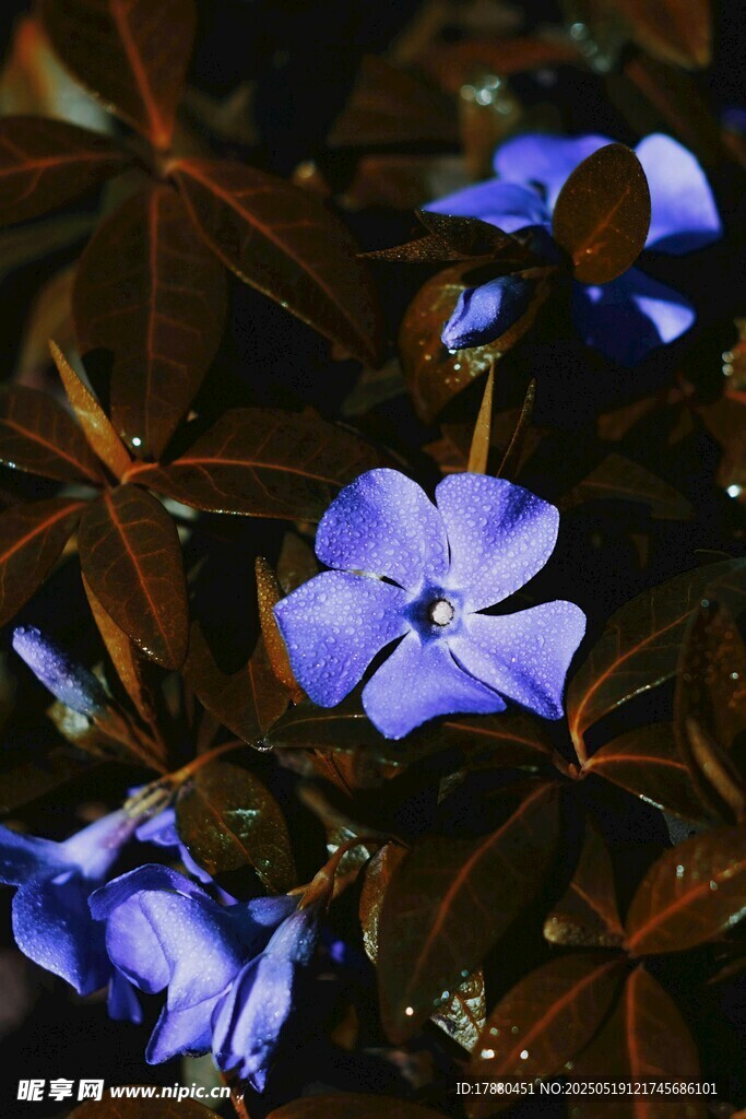 蔓长春花