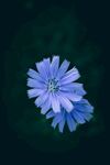 菊苣花