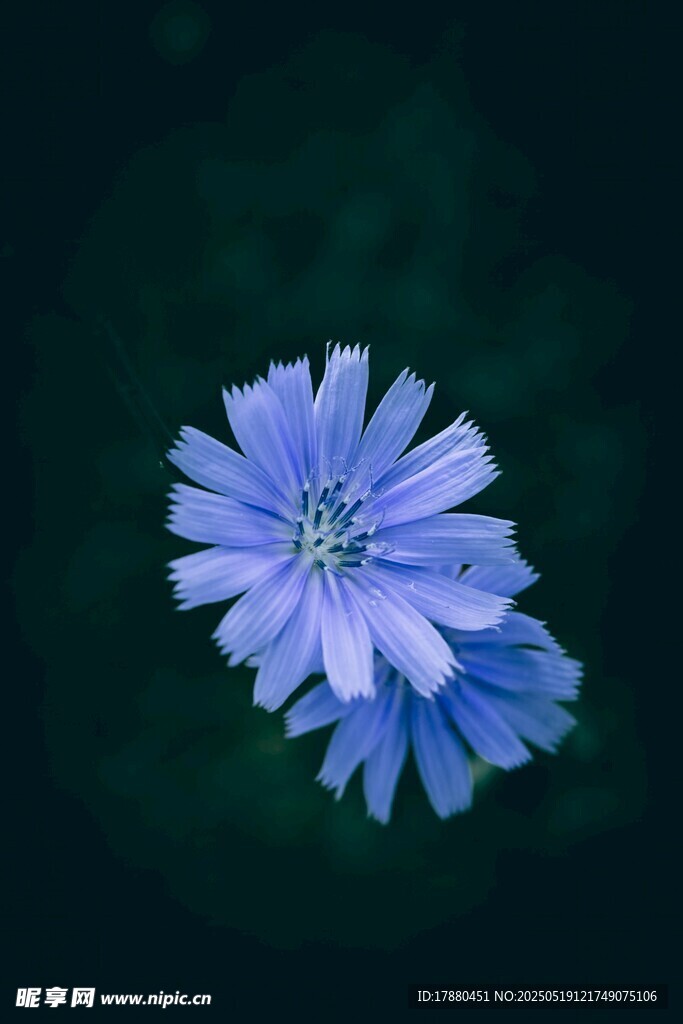 菊苣花