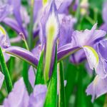 鸢尾花