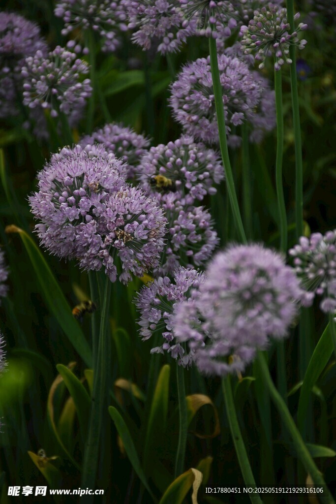 花葱