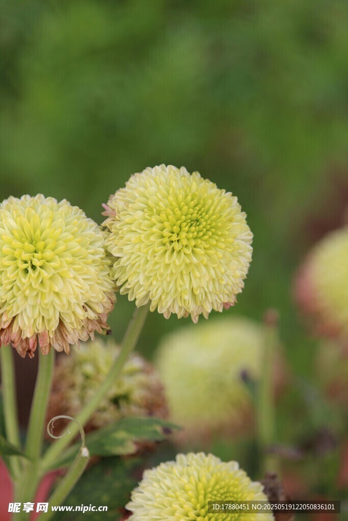 菊花