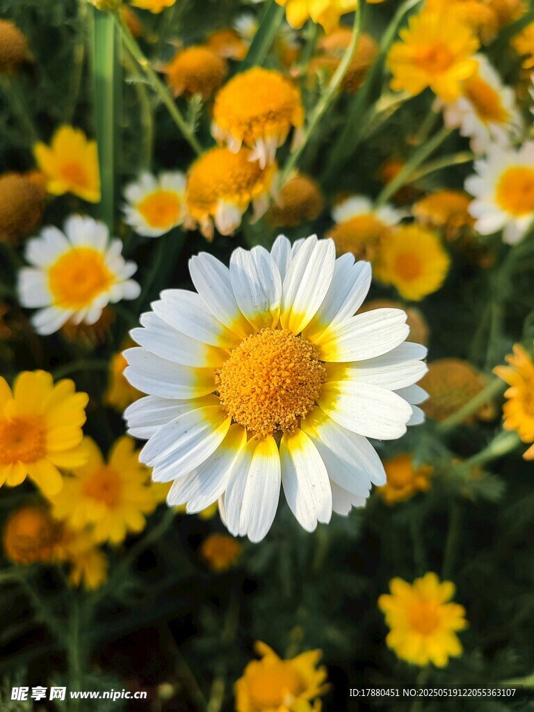 菊花