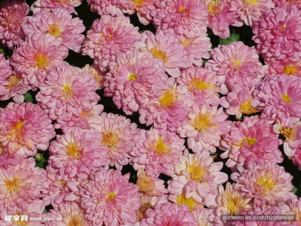 菊花