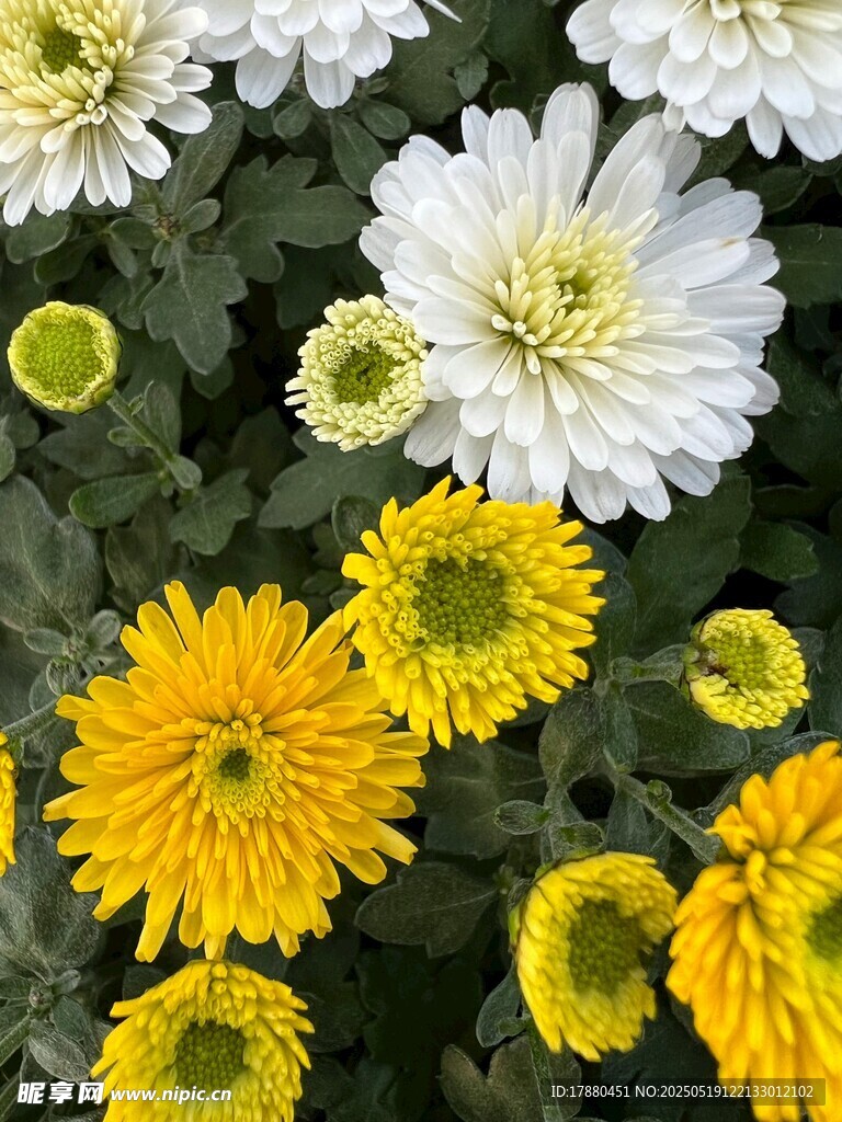 菊花