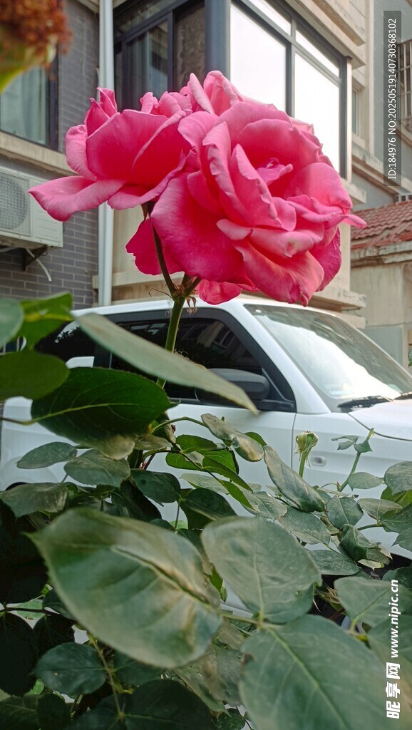 夏季红色月季娇艳双花绽于绿叶间