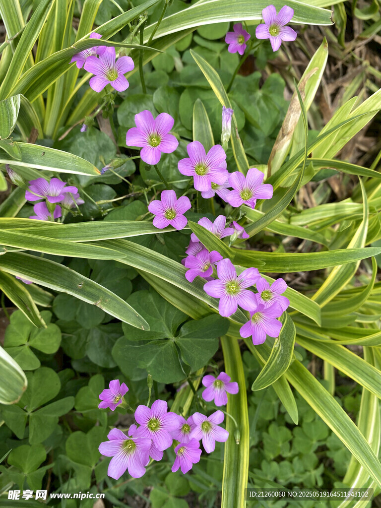 紫色小花绽放绿叶间