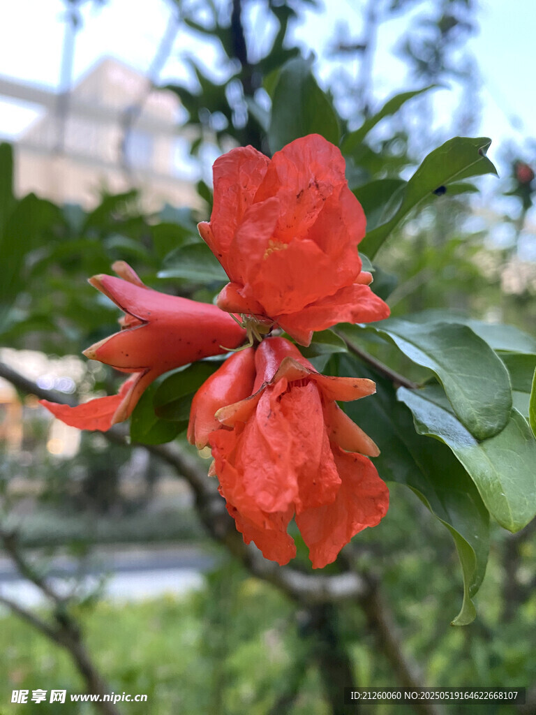 娇艳石榴花绽放枝头