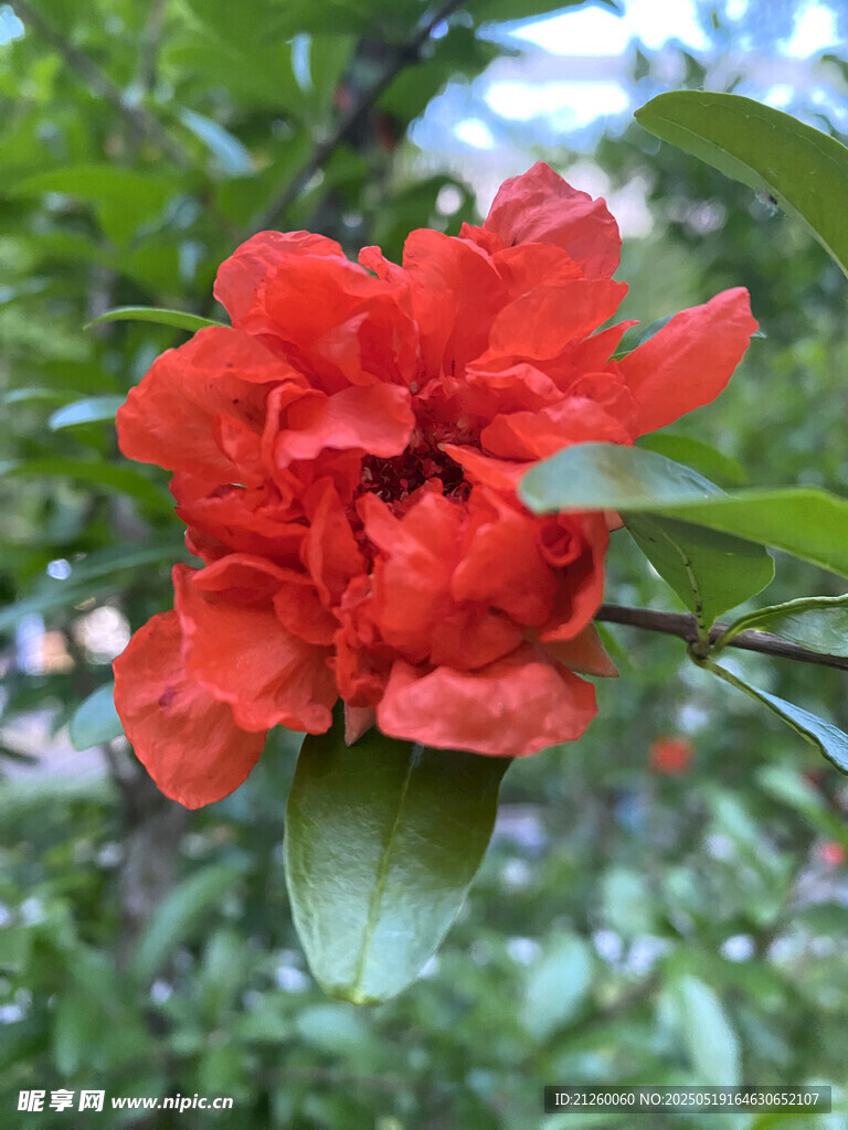 红石榴花绽放枝头