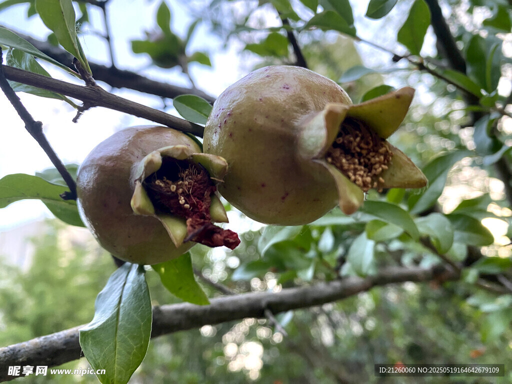 枝头饱满的成熟石榴