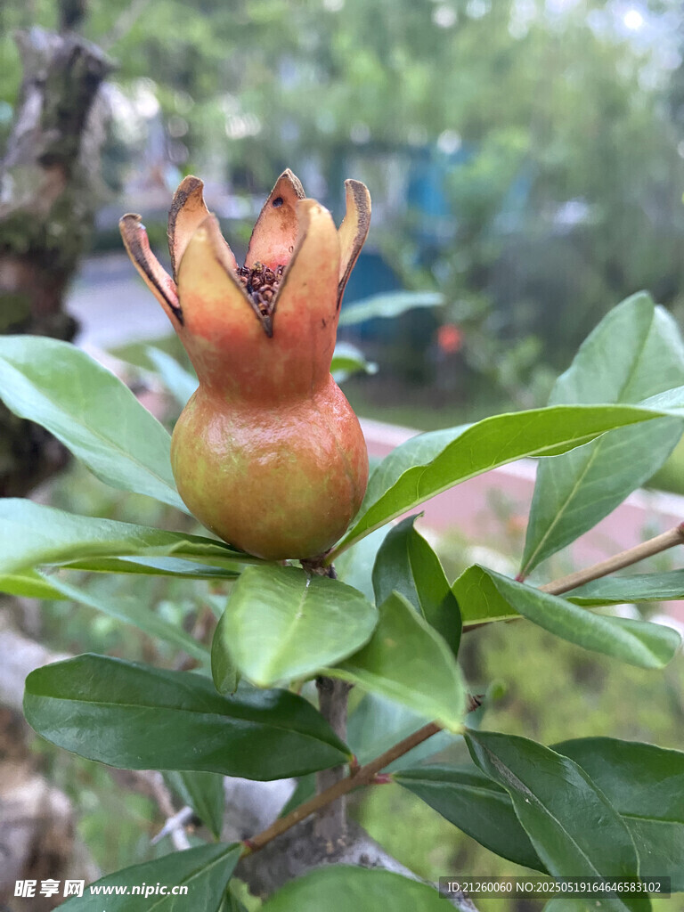 枝头的青涩石榴果实