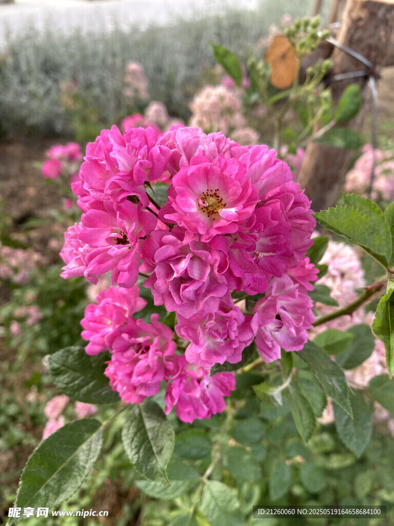 娇艳粉色月季花绽放