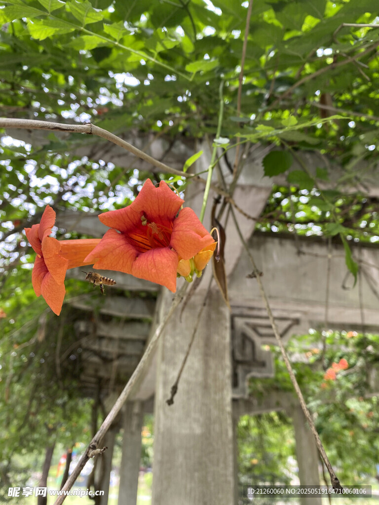 凌霄花