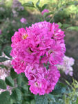 月季花绽放
