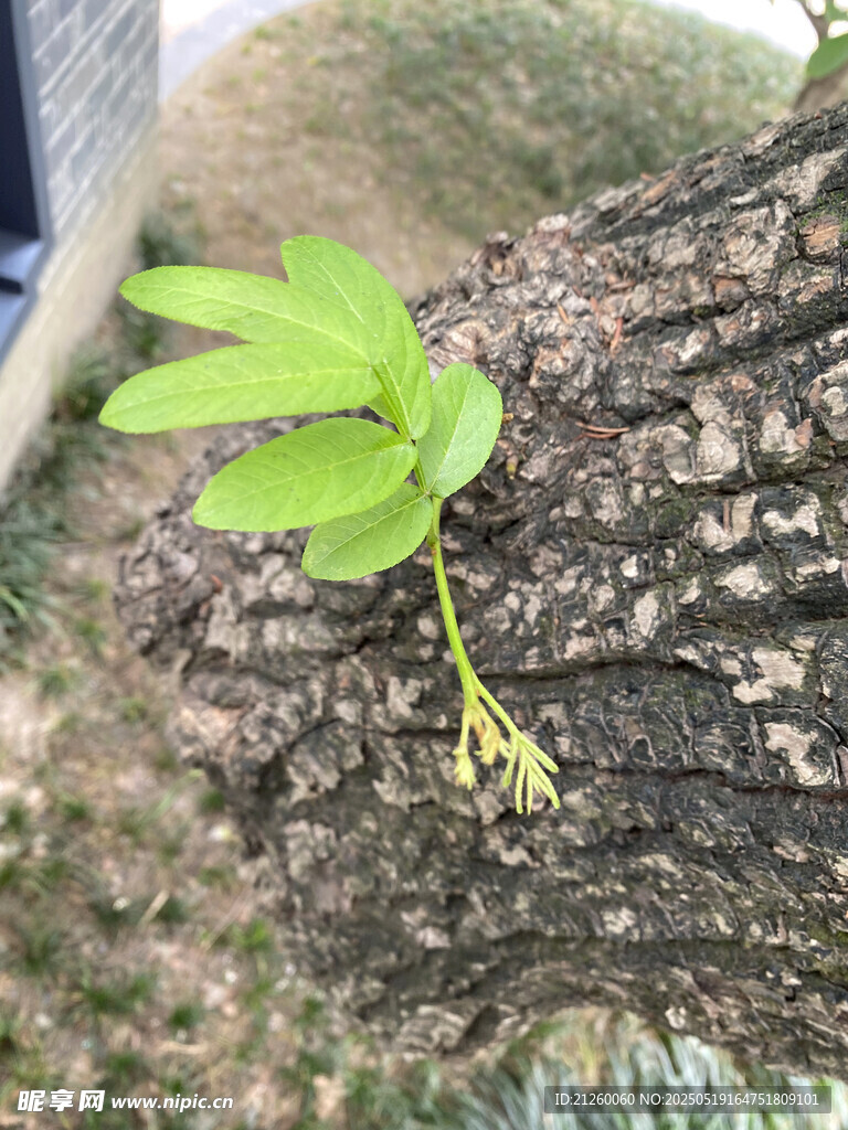 新芽