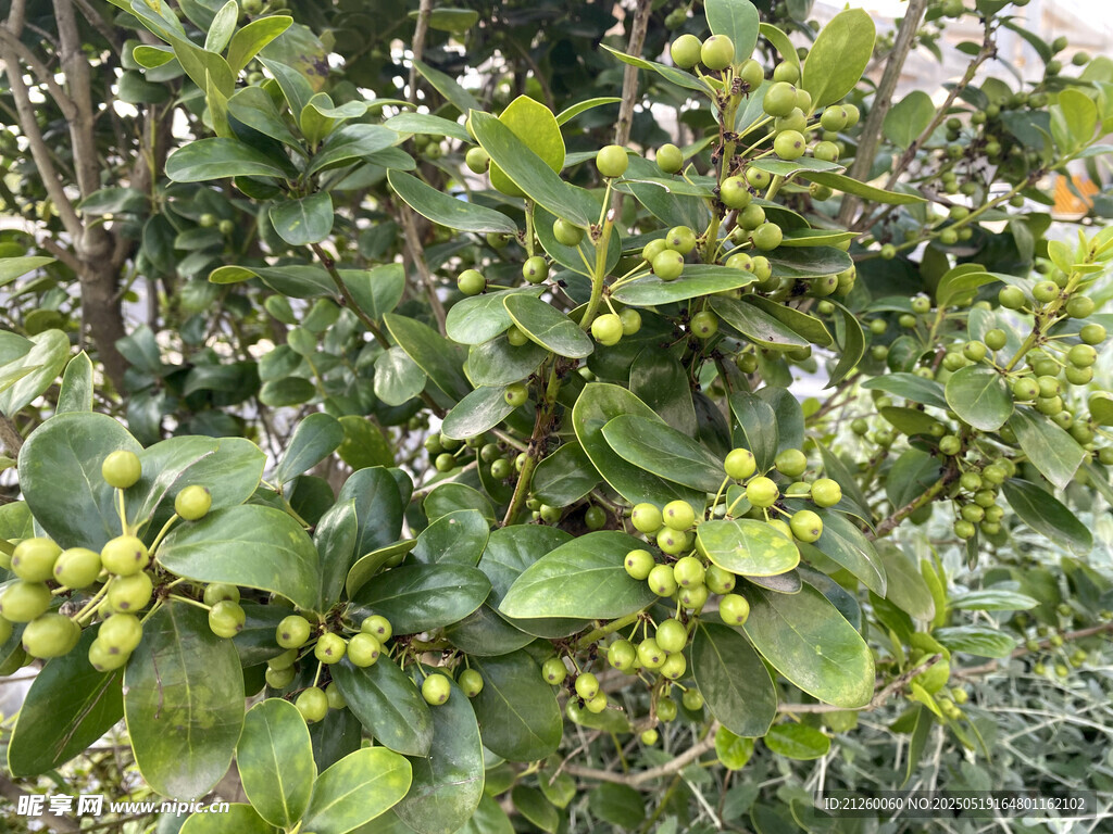 绿叶间的青果植物景象