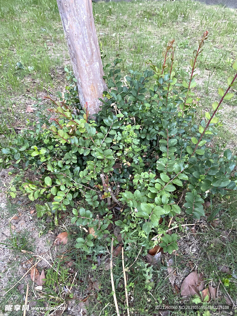树下繁茂绿植