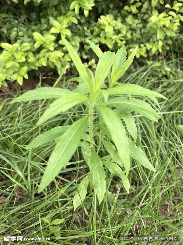 飞蓬草