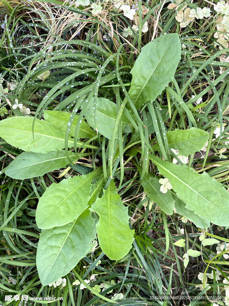 苣荬菜
