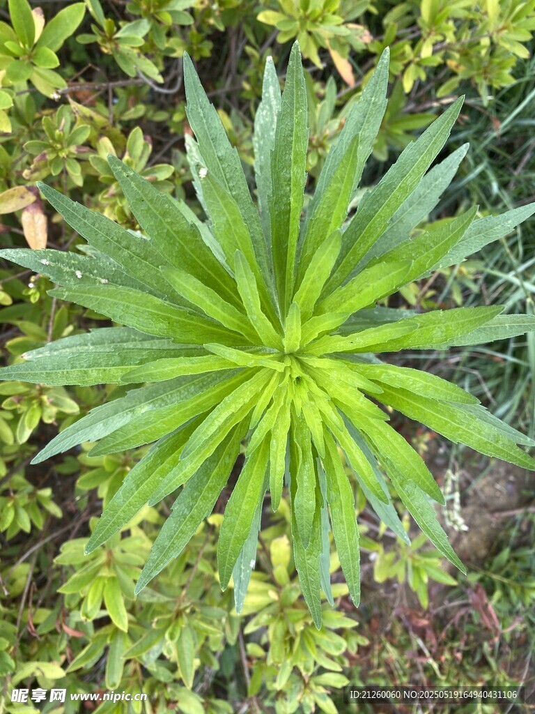 小飞蓬