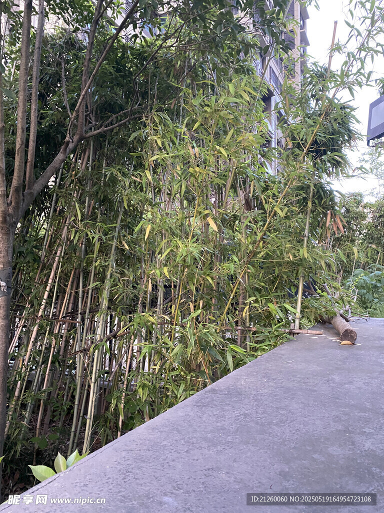 竹林旁的幽静小道