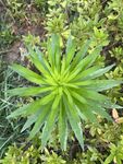 小飞蓬草