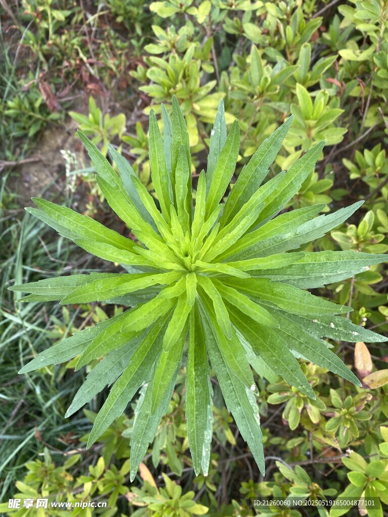 小飞蓬草
