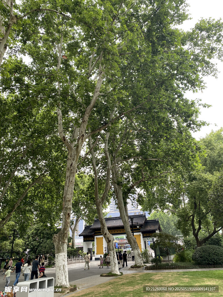 公园中繁茂大树下的场景