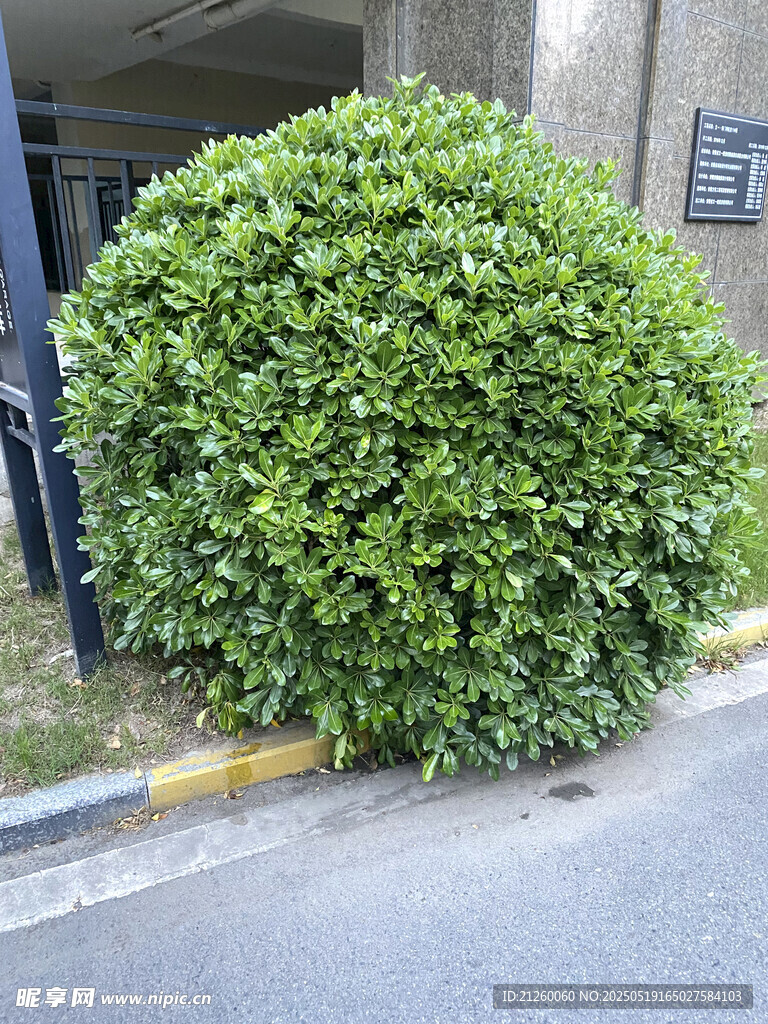 路边茂盛的球形绿植