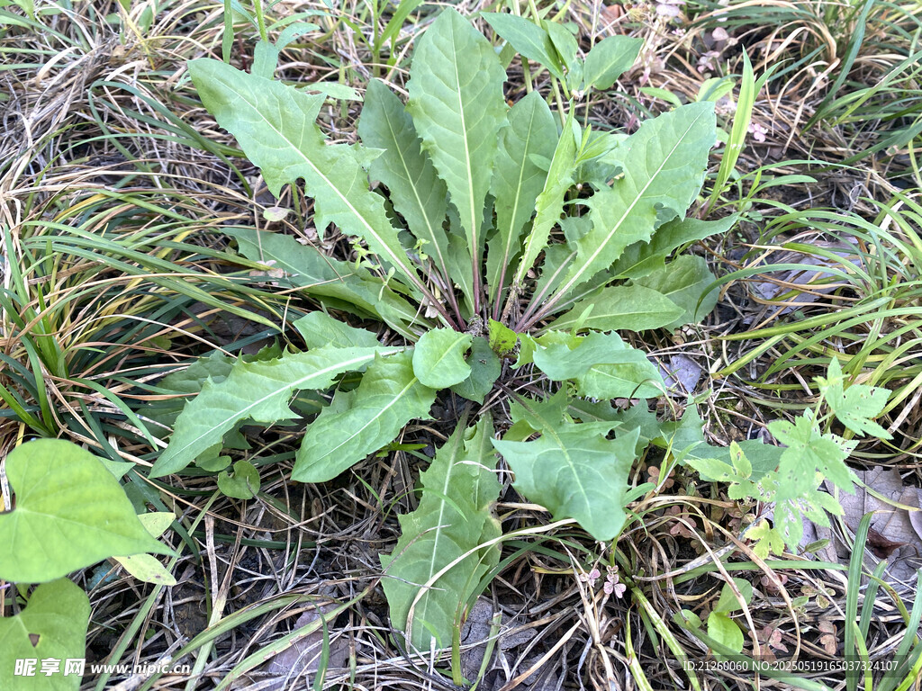 苣荬菜