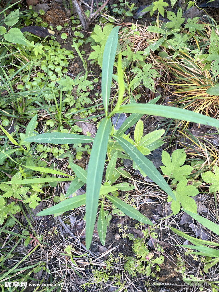 草丛中的绿色植物