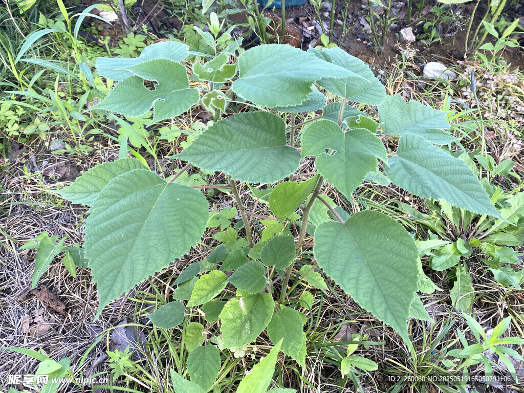皮树