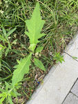 路边生长的带刺绿色植物