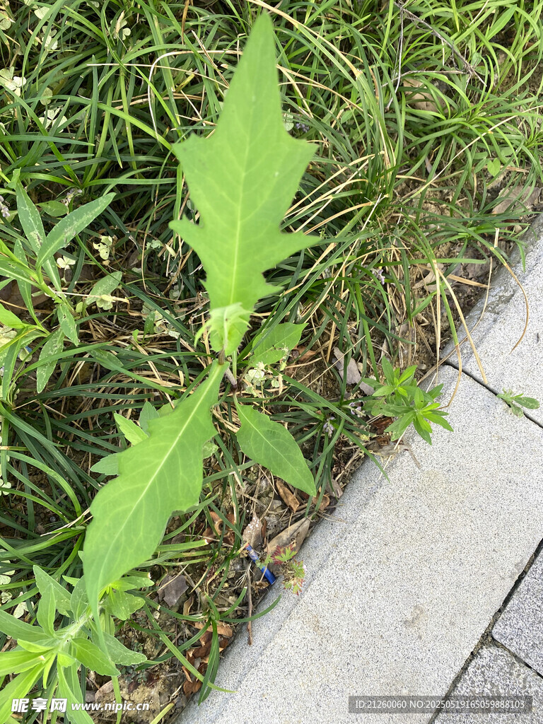 路边生长的带刺绿色植物