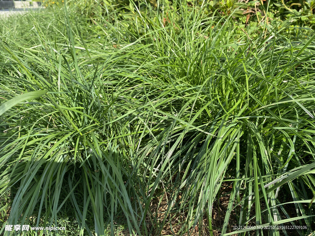 观赏草植物