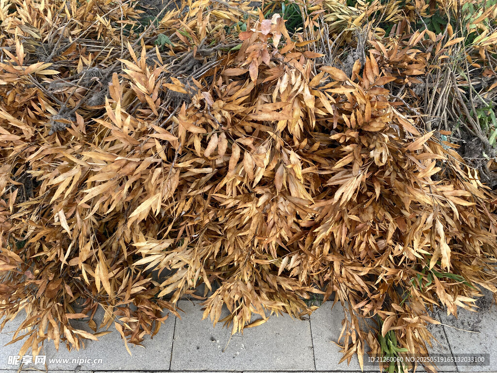 枯黄植物堆在地面