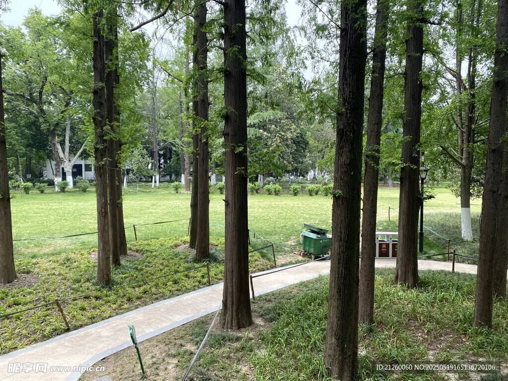 杉树
