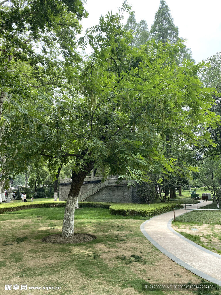 公园绿荫小道风景